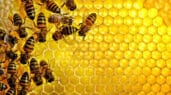 Terapia včelami
